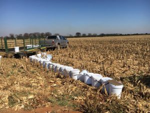 SwiNE running maize trails Jaco Raaths MSc